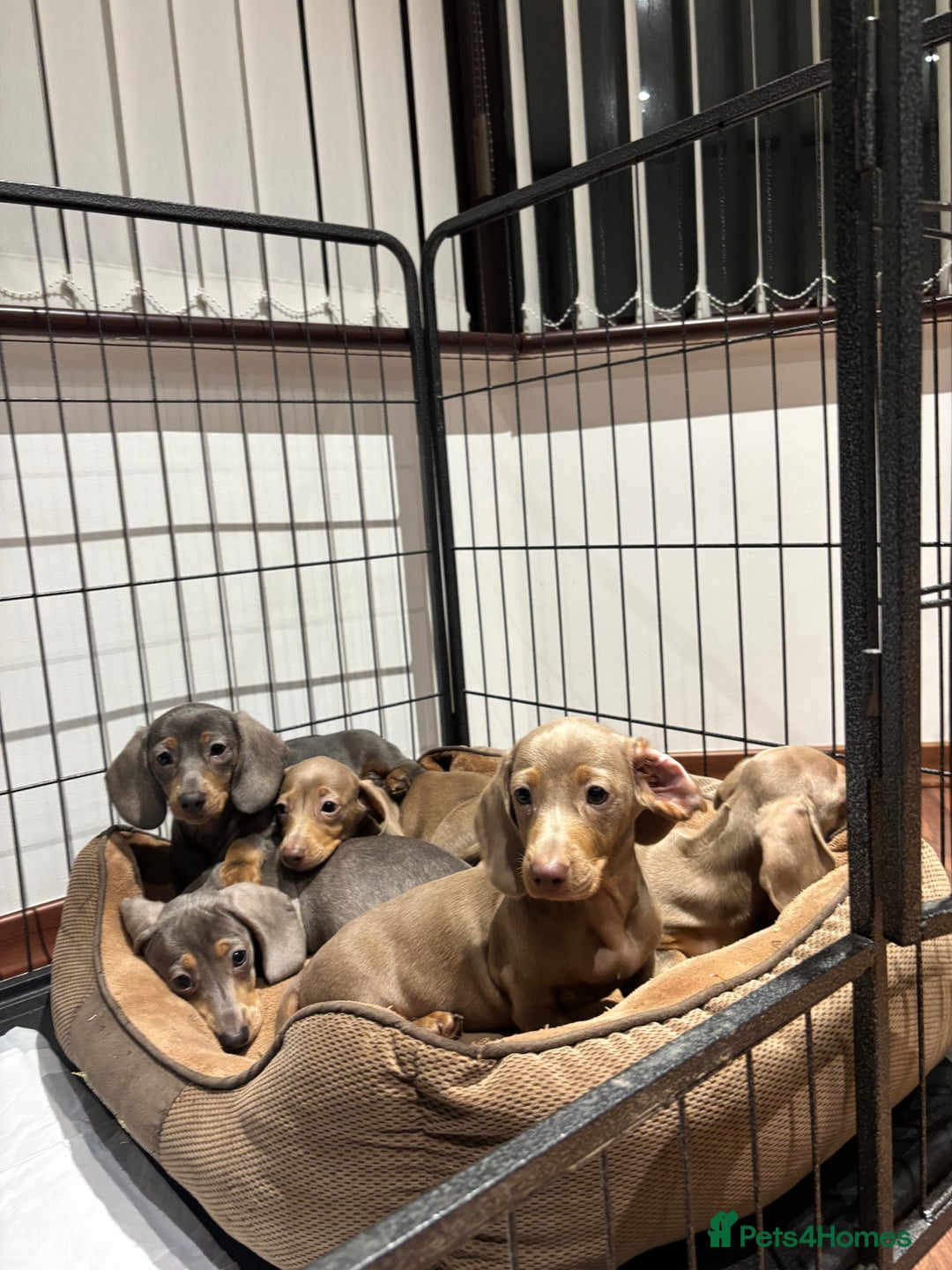Miniature Dachshund dogs for sale: Outstanding Minature Dachshunds Puppies For Sale  - Image 7