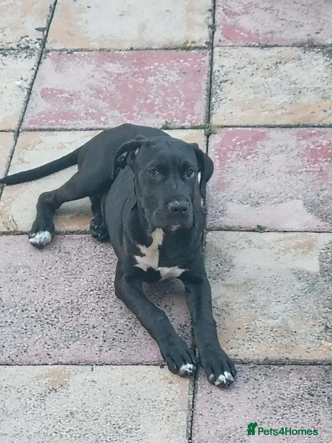 Cane Corso dogs for sale: Female cane corso in Stoke-on-Trent - Advert 2