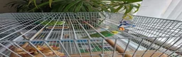 Lovebirds birds for sale: 2 Budgies for sale in London - Advert 5
