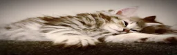 Siberian cats for sale: 🐾 Stunning Siberian cross Maine Coon Kittens 🐾 - Advert 9