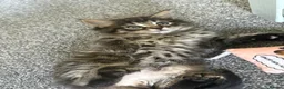 Mixed Breed cats for sale: Kitten in Wakefield - Advert 7