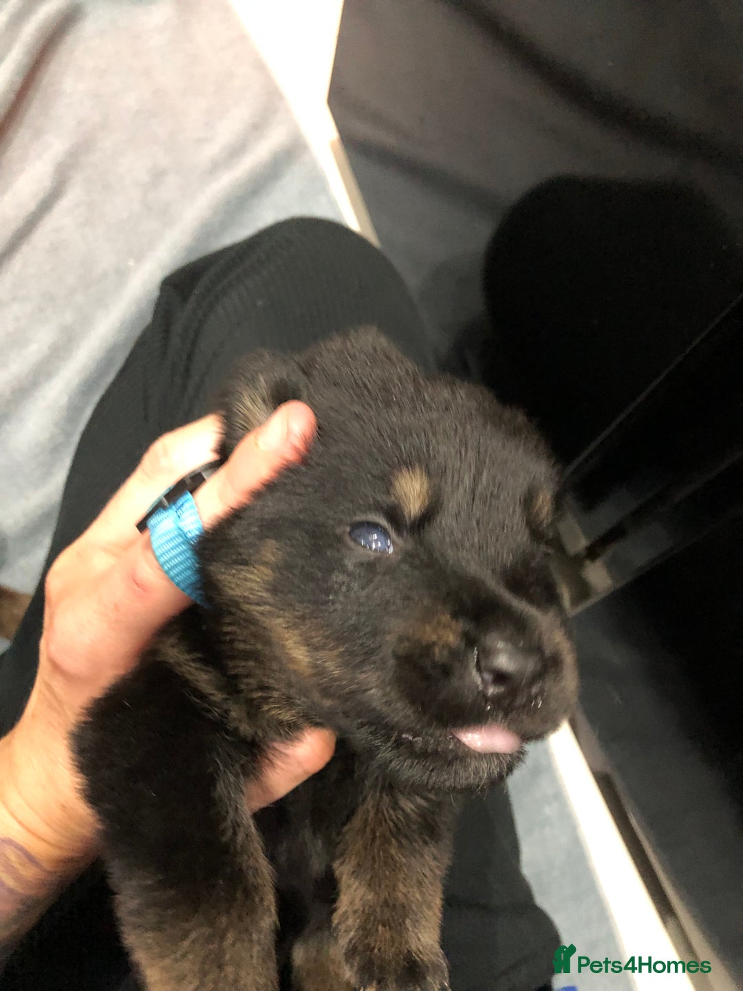 Mixed Breed dogs for sale: Rottweiler x German shepherd pupps - Advert 2