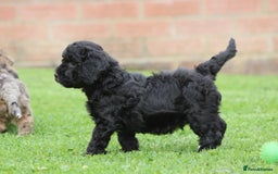 Cavapoochon dogs for sale: Beautiful Cavapoochon puppies for sale - Image 32