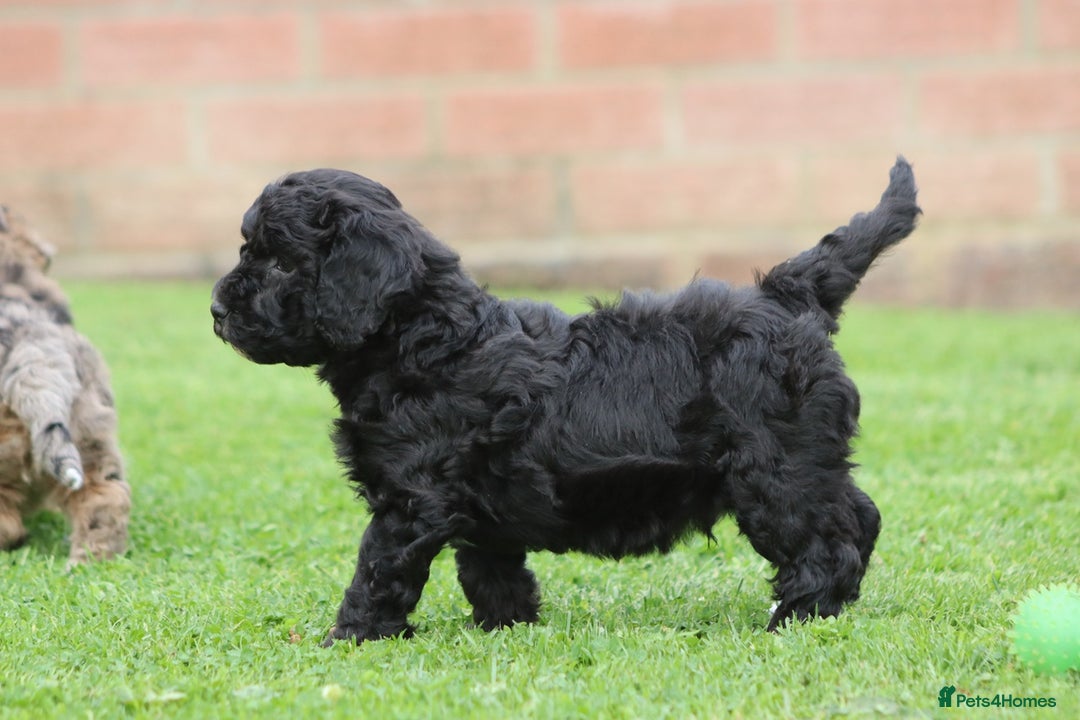 Cavapoochon dogs for sale: Beautiful Cavapoochon puppies for sale - Image 32