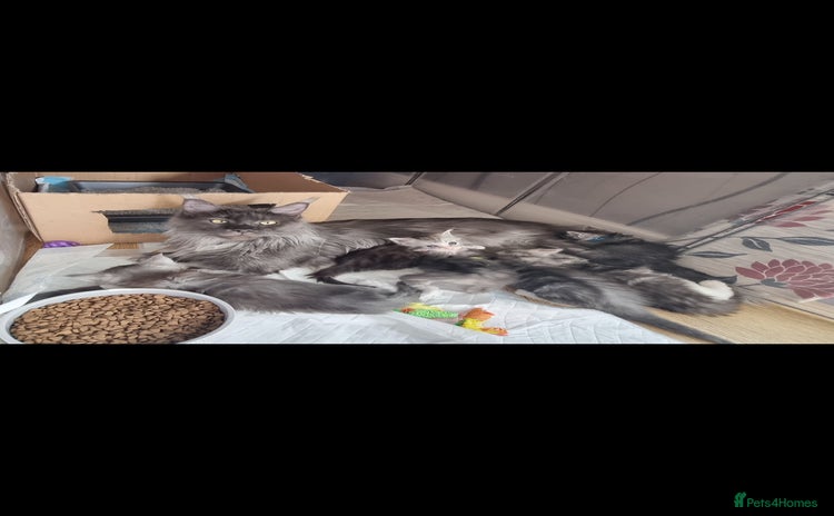 Maine Coon cats - Advert 1