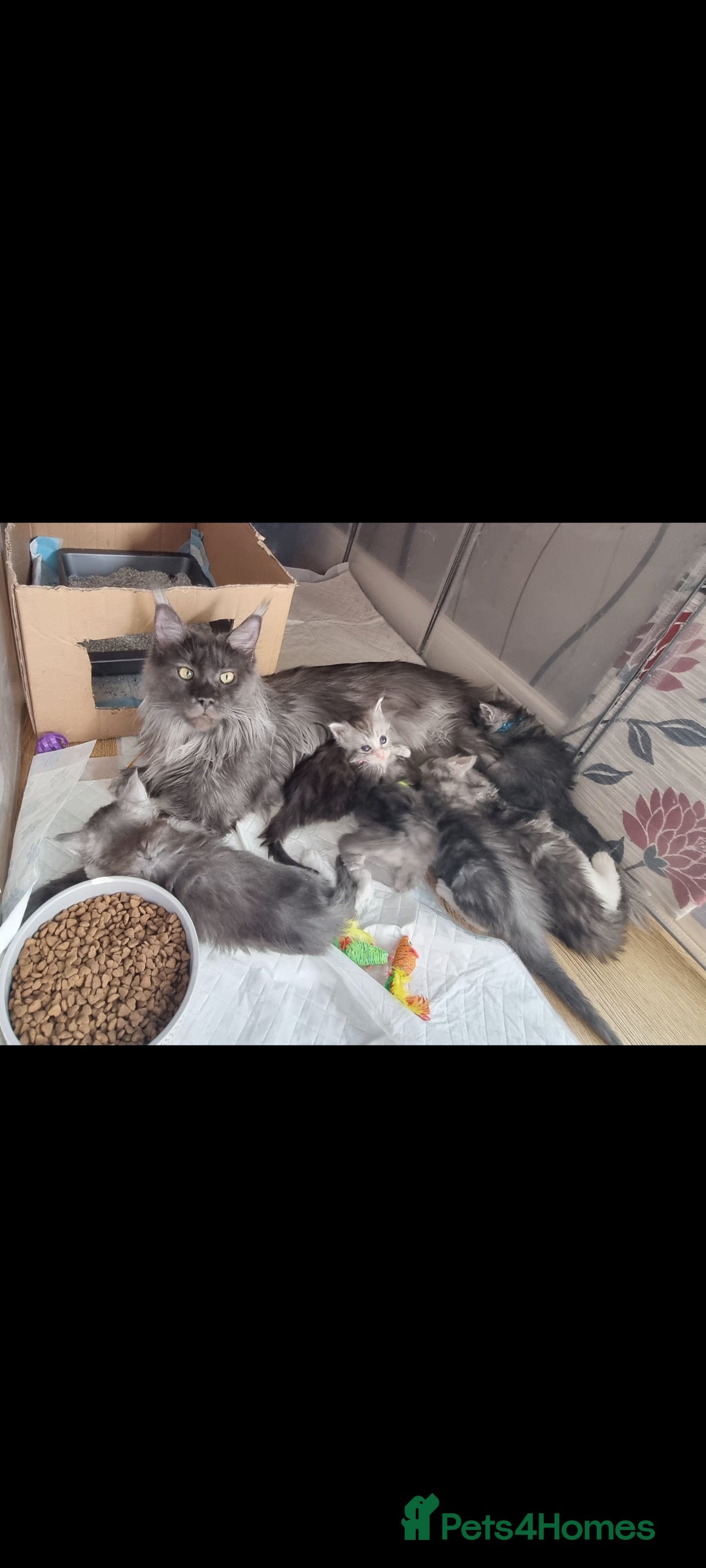 Maine Coon cats for sale: Big beautiful black silver tabby pedigree  kittens - Image 3