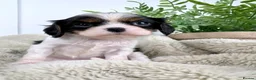 Cavalier King Charles Spaniel dogs for sale: KC registered Cavalier King Charles Spaniel.  - Advert 38