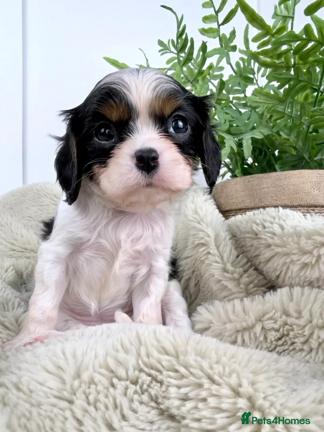 Cavalier King Charles Spaniel dogs for sale: KC registered Cavalier King Charles Spaniel.  - Advert 38