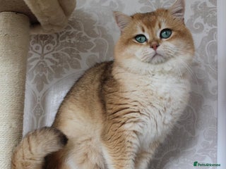 British Shorthair cats in London - Advert 25