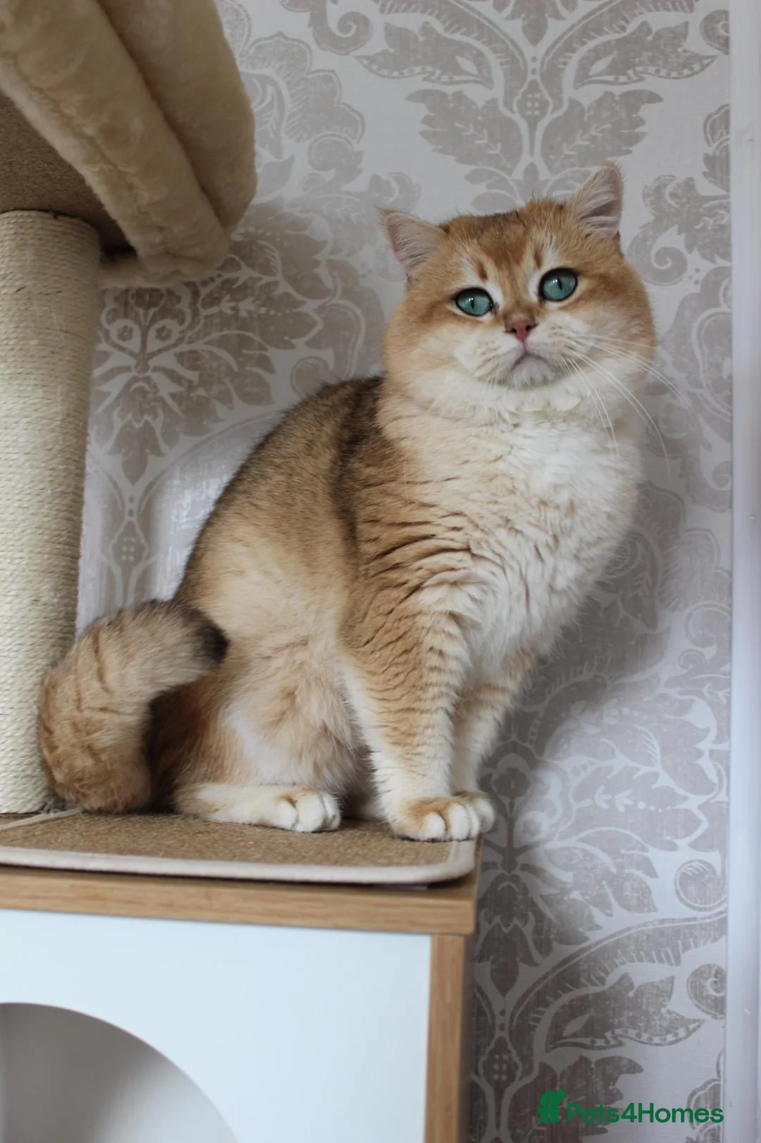 British Shorthair cats for stud: Golden British Shorthair Stud NY12 TICA Proven in London - Advert 1