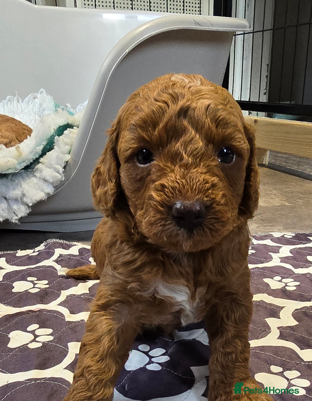 Cavapoo dogs for sale: Cavapoo puppies extensive health tested - Advert 18