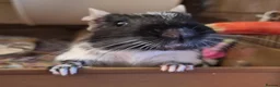 Degus rodents for sale: Degu Pair Black Neutered Male Black Pied Female  - Advert 3