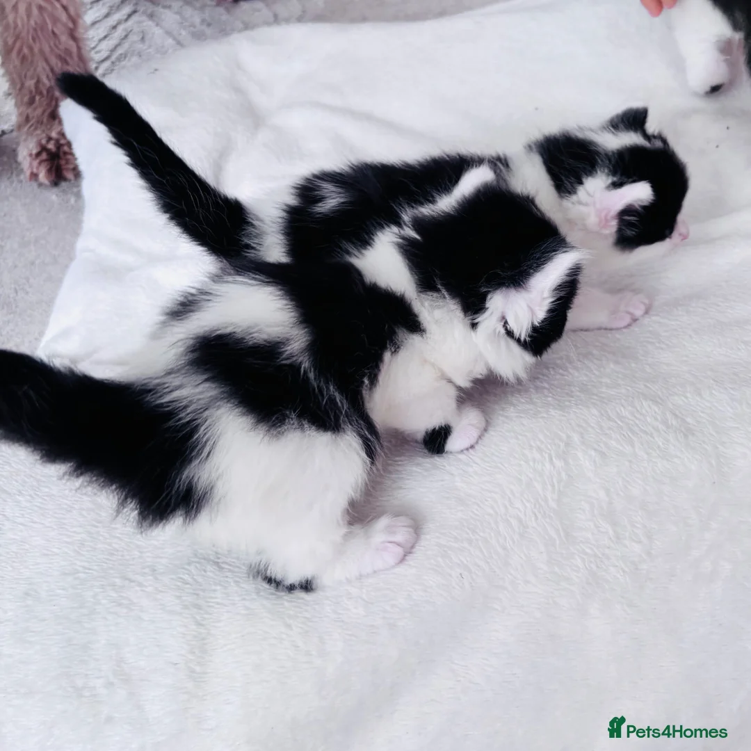 Ragdoll cats for sale: Four gorgeous kittens - Advert 14