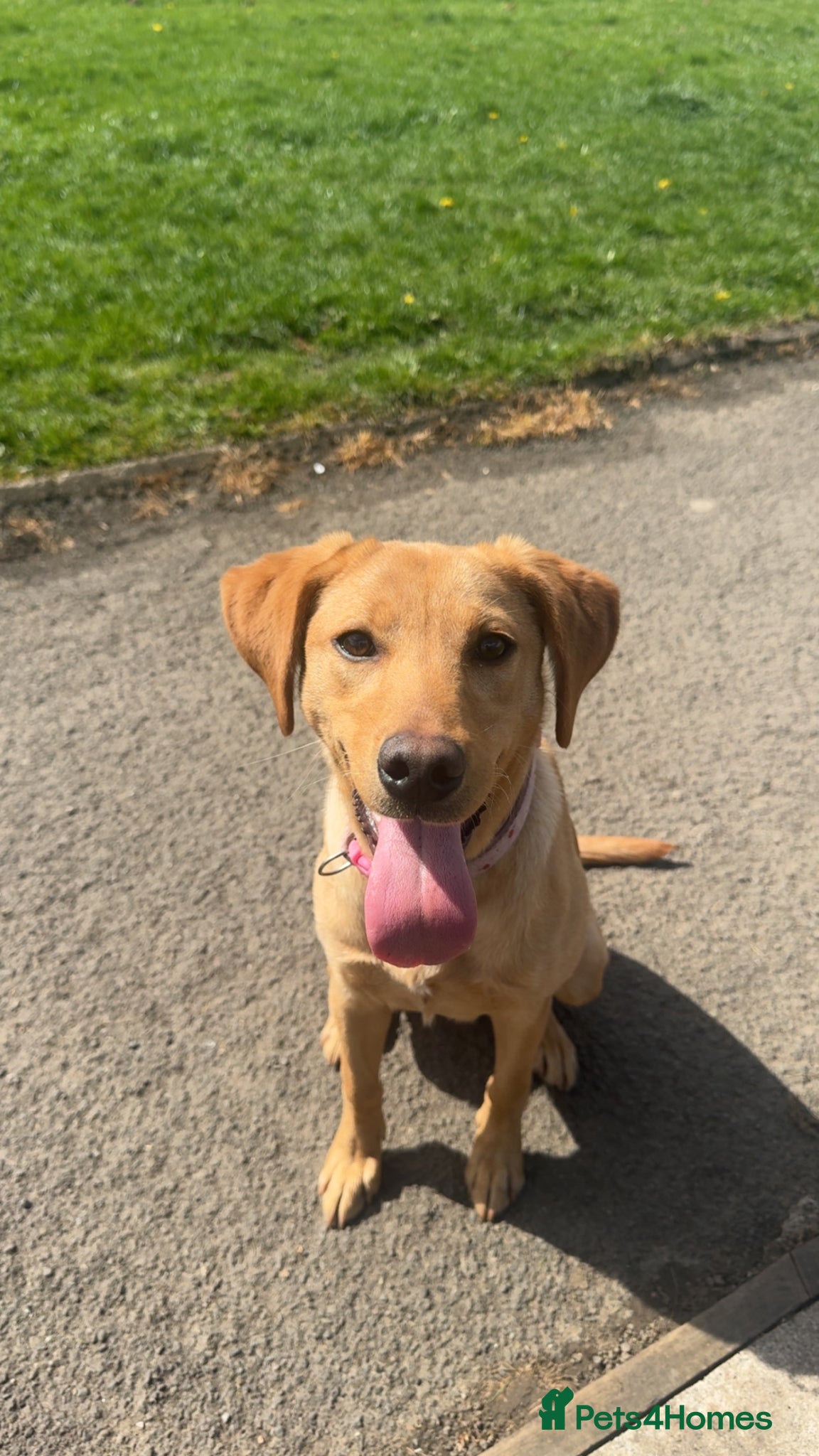 Labrador Retriever dogs KC REGISTERED LABRADOR - Advert 1