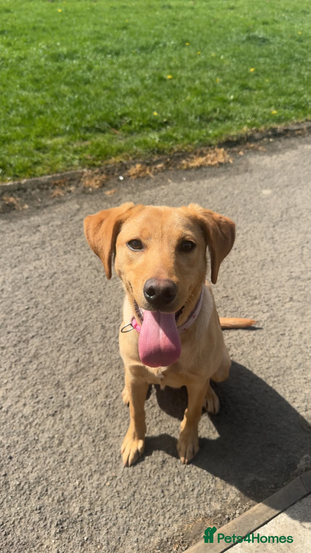 Labrador Retriever dogs for sale: KC REGISTERED LABRADOR in Stoke-on-Trent - Advert 1