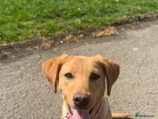 Labrador Retriever dogs KC REGISTERED LABRADOR - Advert 1