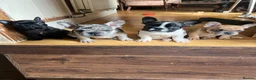 French Bulldog dogs for sale: French bulldog puppies looking for good new home  in Lancaster - Advert 4