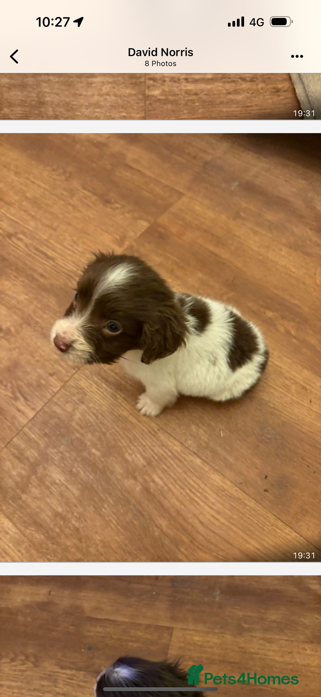 English Springer Spaniel dogs for sale: Springer Pups looking for new homes  - Advert 4