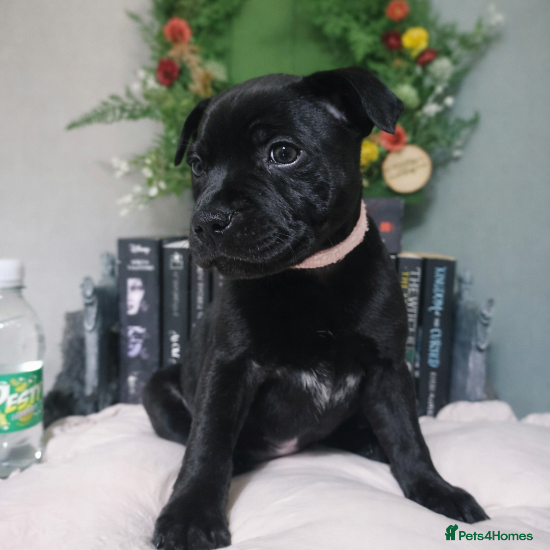 Staffordshire Bull Terrier dogs for sale: blue / black staffordshire bull terrier KC Pups - Advert 17