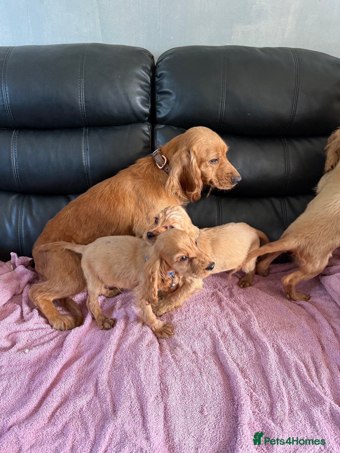 Cocker Spaniel dogs for sale: Pure bread spaniel  - Image 11