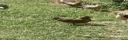 Chickens poultry for sale: Brahma Hens in Watlington - Advert 1