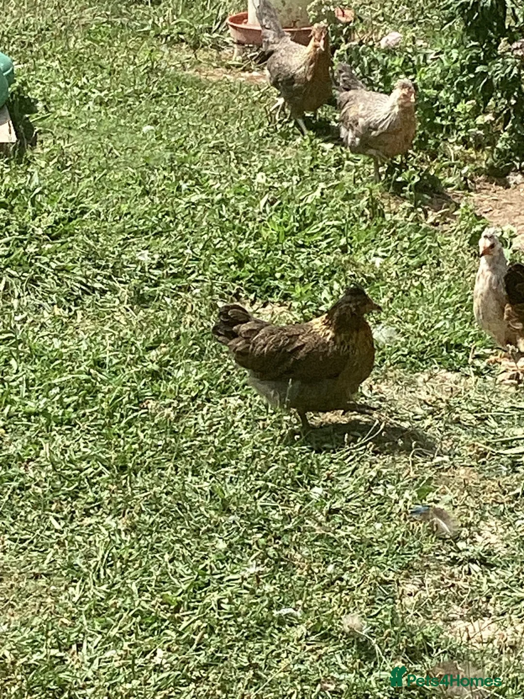 Chickens poultry for sale: Brahma Hens in Watlington - Advert 1