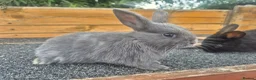 Mixed Breed rabbits for sale: Mixed breed baby rabbits - Advert 4