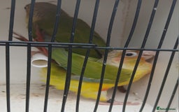Conures birds for sale: Pineapple Conures Parent reared Dna'd  - Image 10
