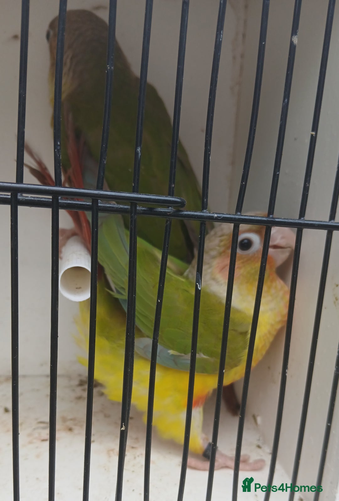 Conures birds for sale: Pineapple Conures Parent reared Dna'd  - Image 10