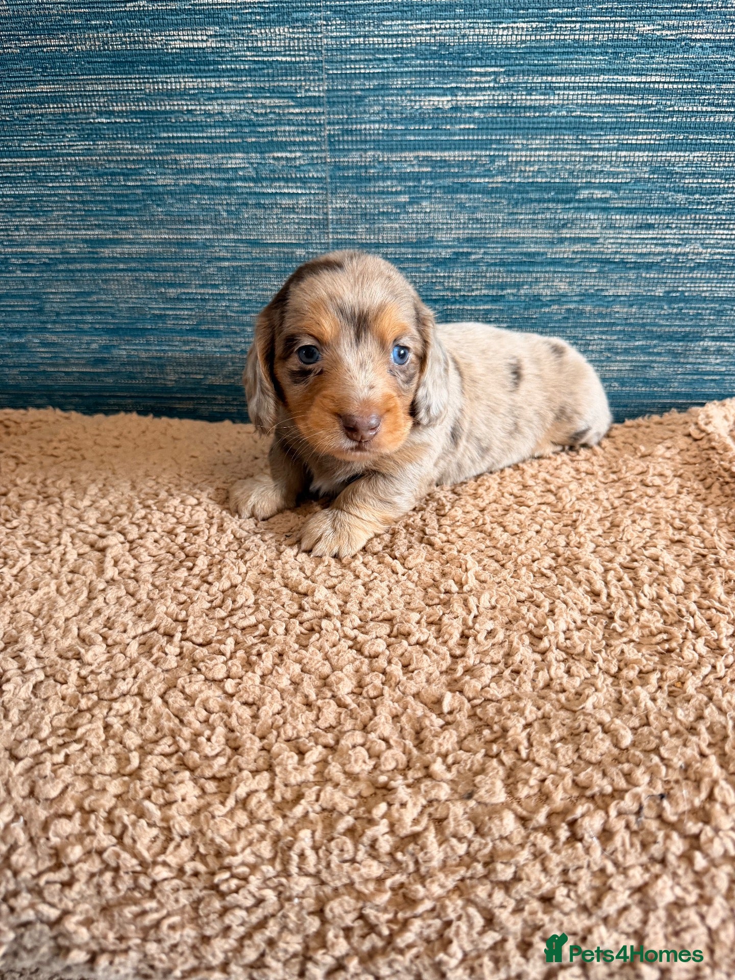 Miniature Dachshund dogs KC registered LONGHAIR MINIATURE DACHSHUNDS  - Advert 2