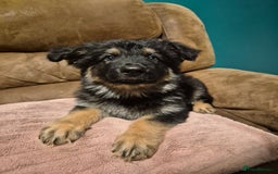 German Shepherd dogs for sale: Ready Now-KC, health Tested German Shepherd Pups - Image 11