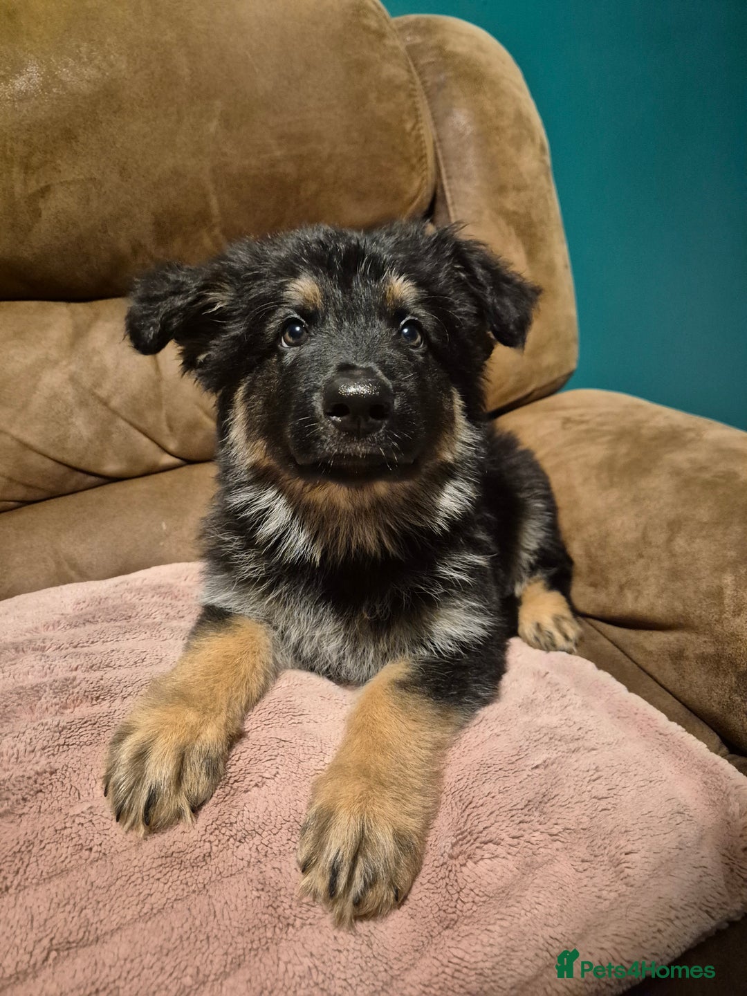 German Shepherd dogs for sale: Ready Now-KC, health Tested German Shepherd Pups - Image 11