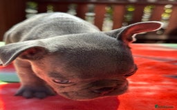 French Bulldog dogs for sale: Adorable French Bulldogs - Image 11