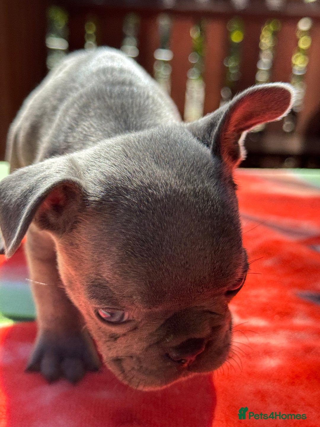 French Bulldog dogs for sale: Adorable French Bulldogs - Image 11