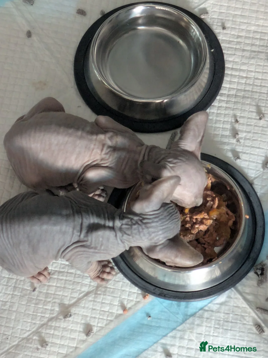 Sphynx cats for sale: For sale two adorable sphynx kittens,  - Advert 2