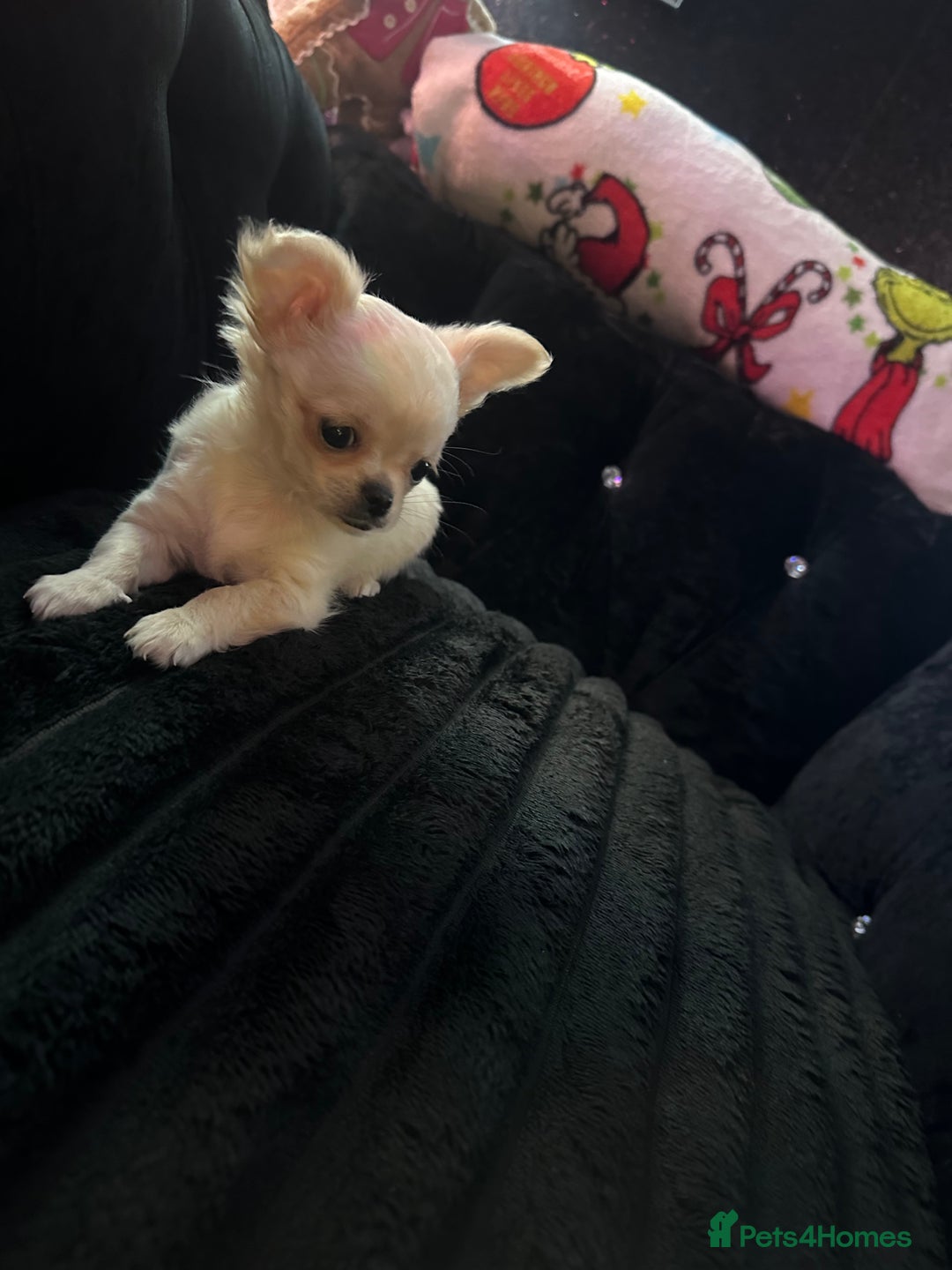 Chihuahua dogs for sale: 3 beautiful chihuahua puppy’s - Advert 3