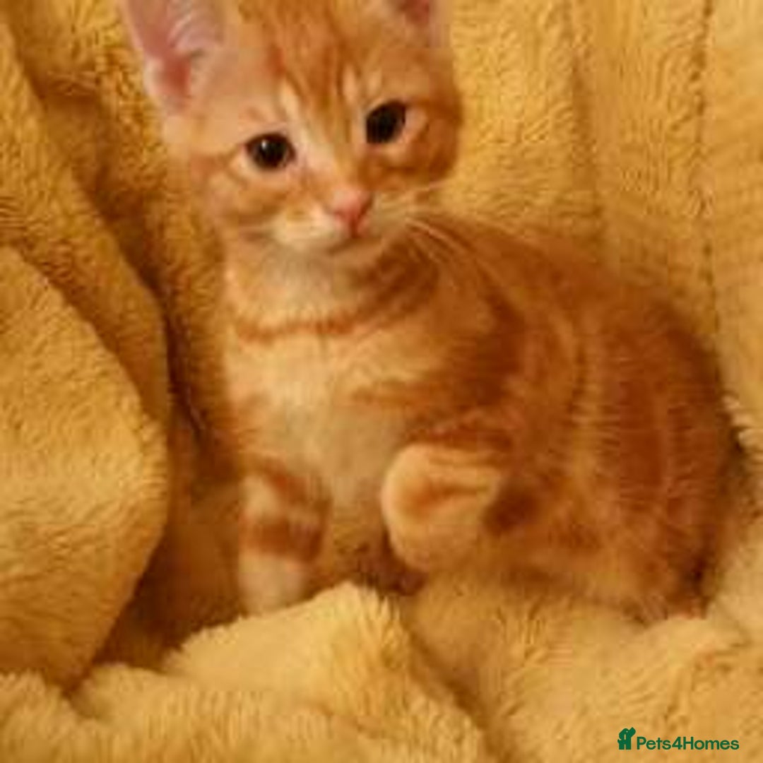 Mixed Breed cats for sale: Long Haired Maine Coon Type Kittens Mixed Breed :) - Image 8