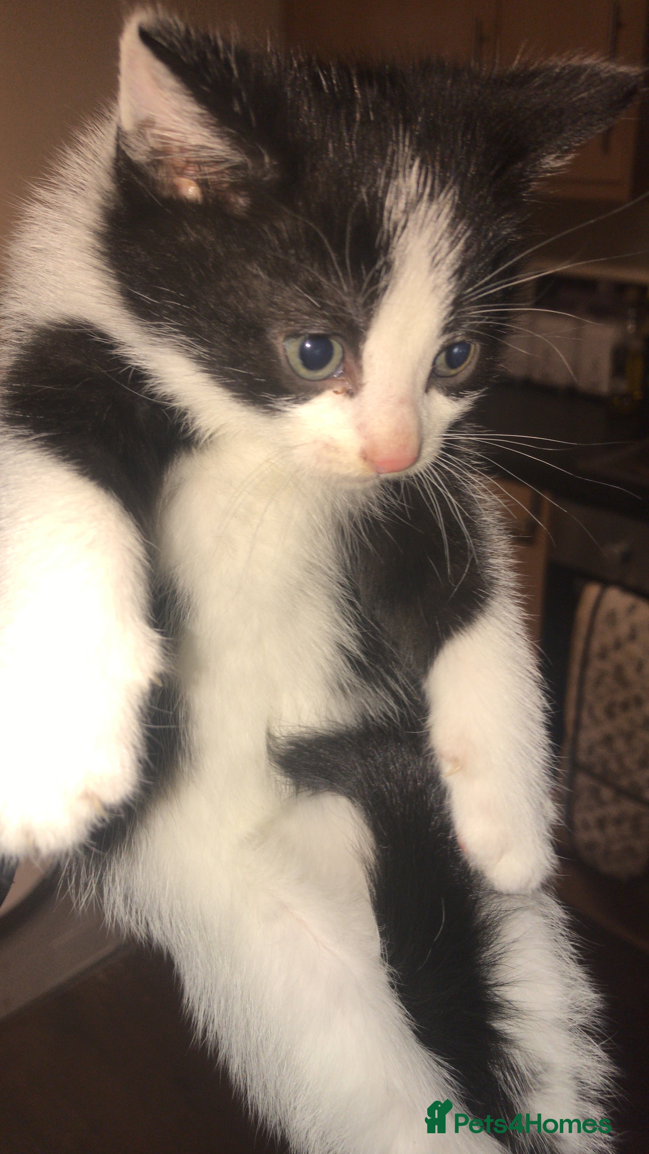 Mixed Breed cats for sale: 6 beautiful kittens for sale READY NOW - Advert 1