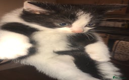 Mixed Breed cats for sale: 6 beautiful kittens for sale READY NOW - Image 1