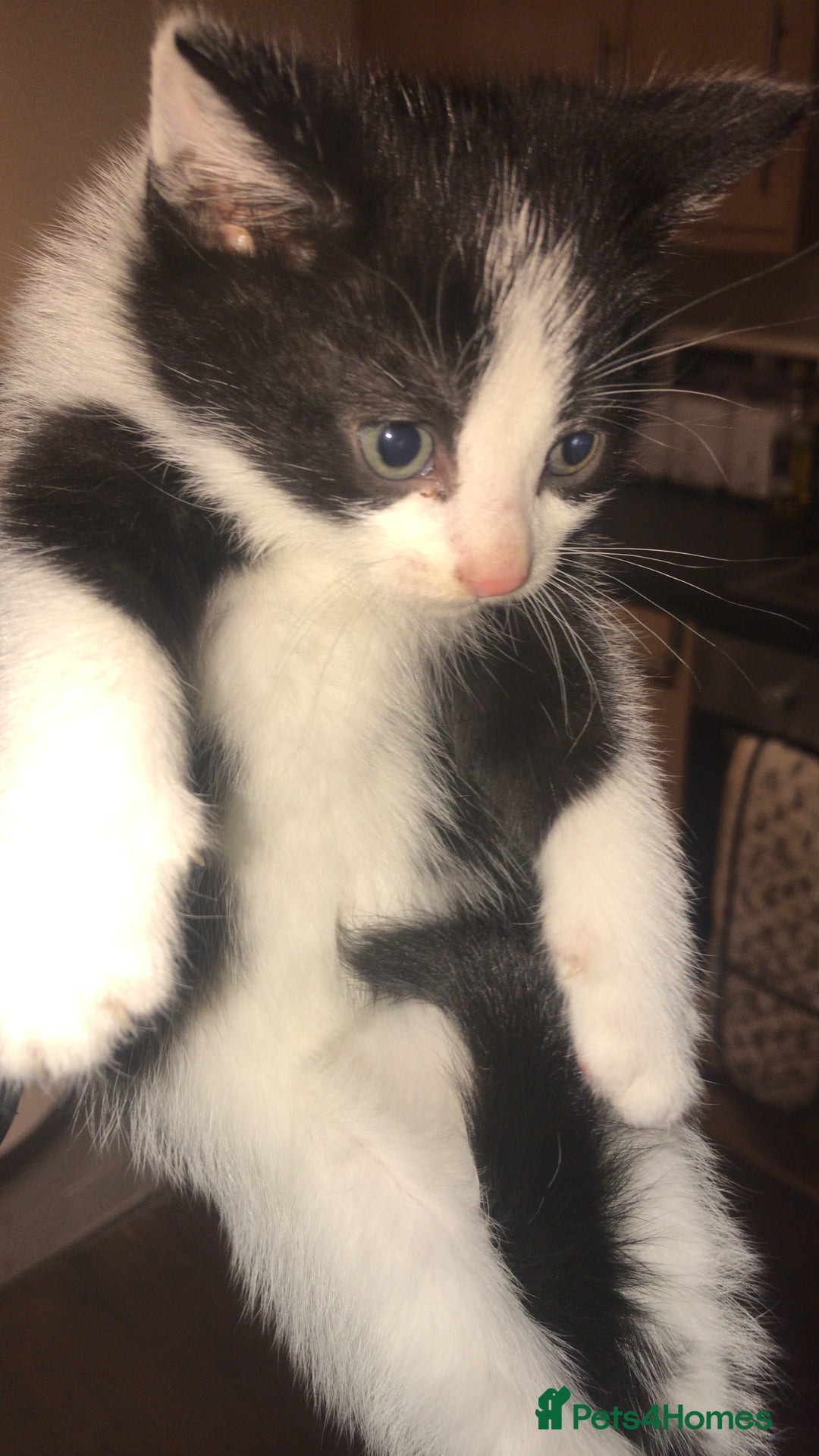 Mixed Breed cats for sale: 6 beautiful kittens for sale READY NOW - Image 1