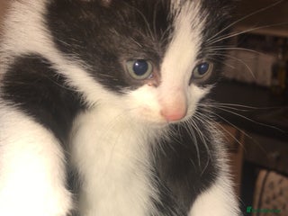 Mixed Breed cats - Advert 2