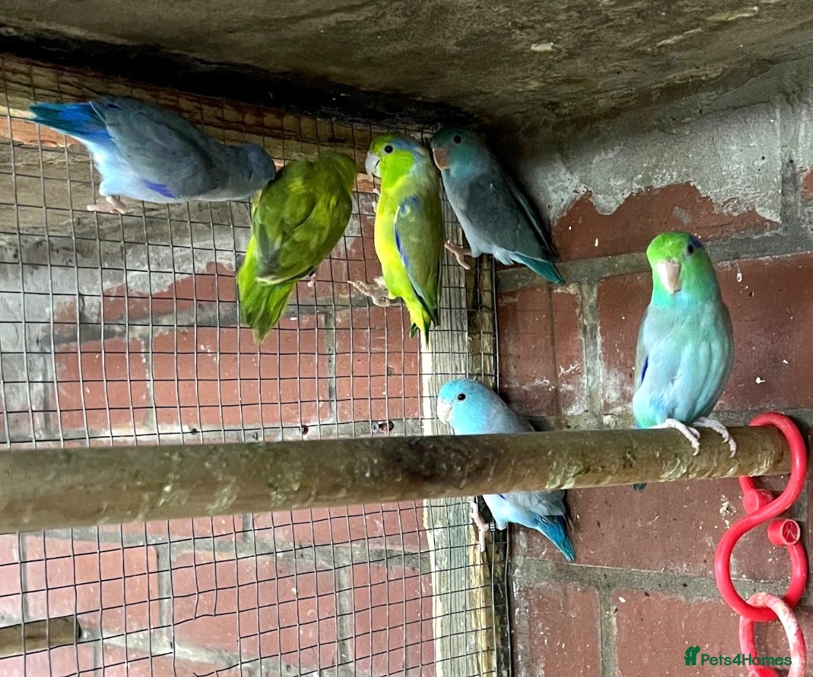 Mixed Breed birds Birds for sale *read description*  - Advert 2