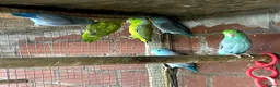 Mixed Breed birds for sale: Birds for sale *read description*  - Advert 20