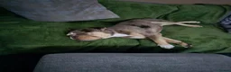 Old Tyme Bulldog dogs for sale: 12 month Old Tyme Bulldog  in Plymouth - Advert 4