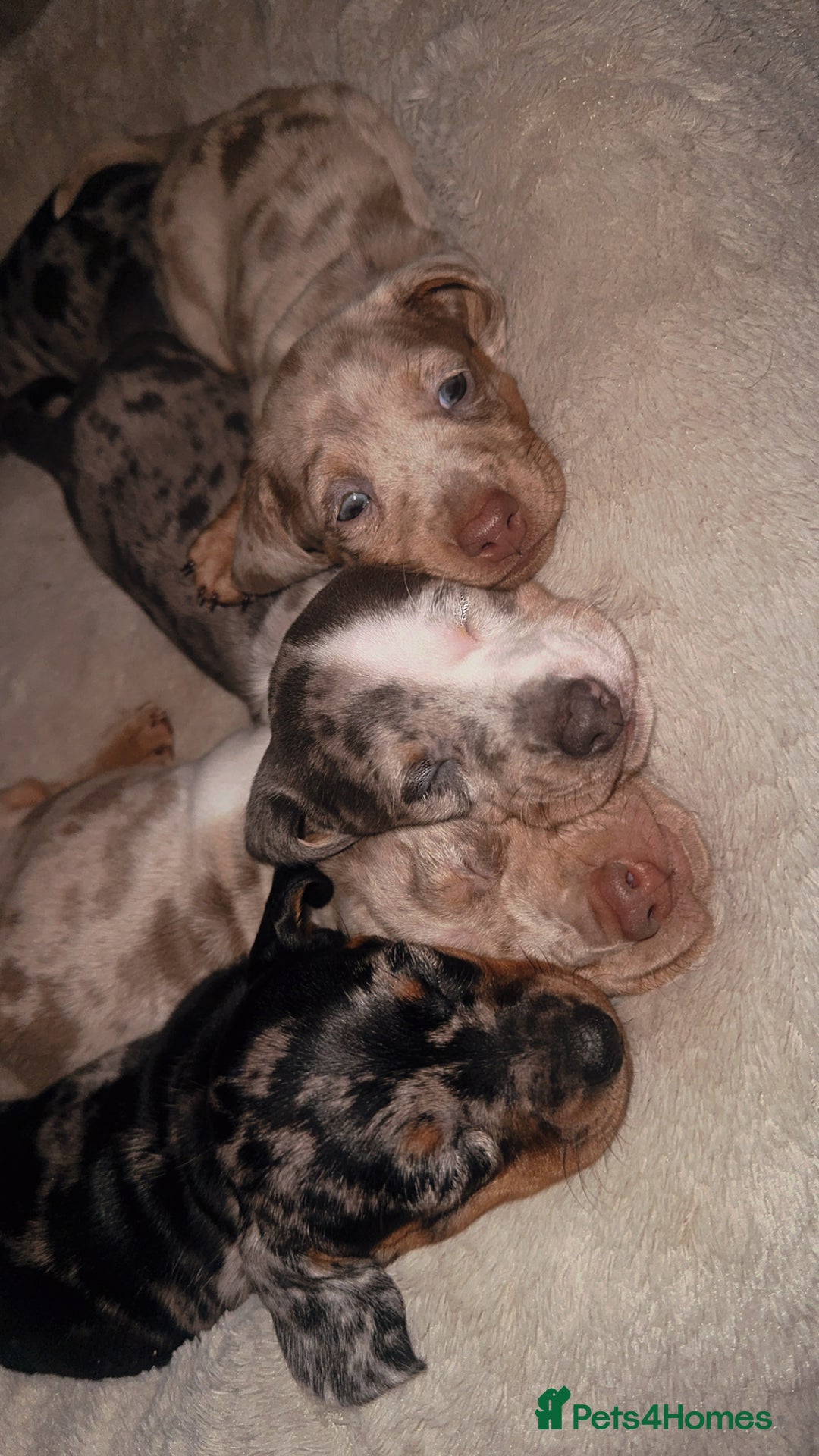Dachshund dogs for sale: Miniature dapple dachshunds 5 puppies  - Advert 9