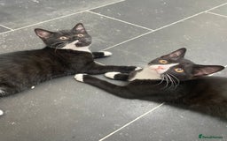 Mixed Breed cats for sale: Lovely 1/2 British shorthair kitten female - Image 8