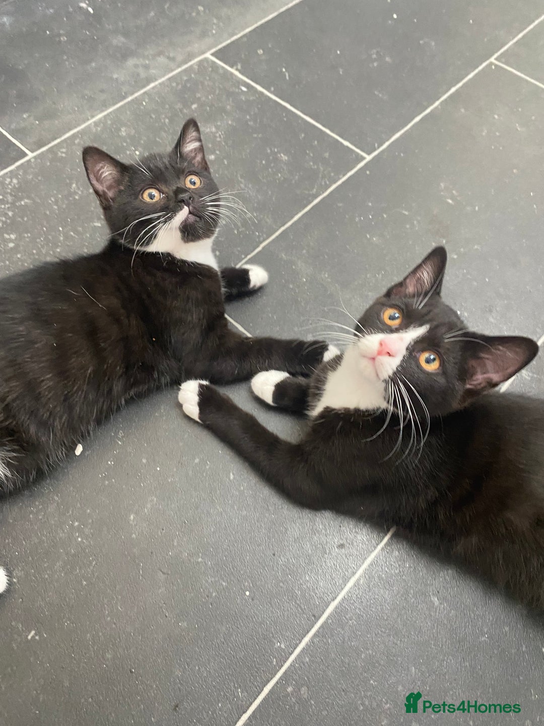 Mixed Breed cats for sale: Lovely 1/2 British shorthair kitten female - Image 8