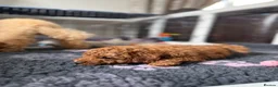 Toy Poodle dogs for sale: KC Registered Toy Poodle Puppies – DNA Clear,  - Advert 33