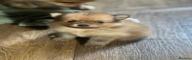Pomeranian 1