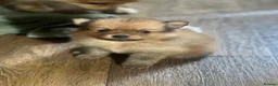 Pomeranian dogs for sale: Pomeranian Puppies  - Advert 10